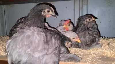 my chickens sound like they're either purring or pretending to be crickets. lol any ideas?