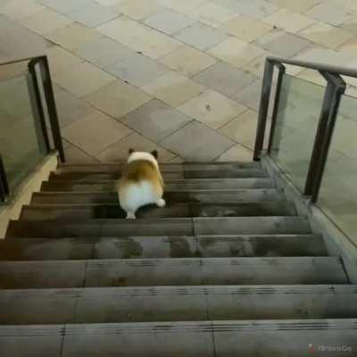 Corgi walking down the stairs.