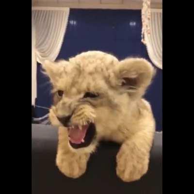 Cutest roar ever.