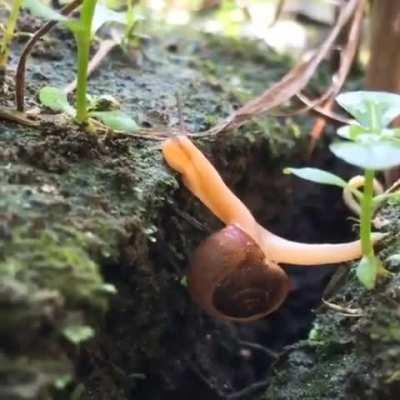 🔥 This snail traveling across the terrain