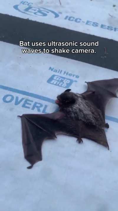 Zyada kuch nahi, bat shaking camera