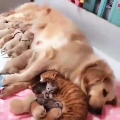 Puppies and kittens all together with their mothers!