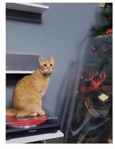 Punished Orange, a cat denied his Xmas tree