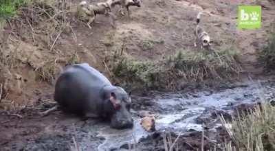 Hippo saves the day! Just watch