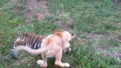 Lion vs tiger..