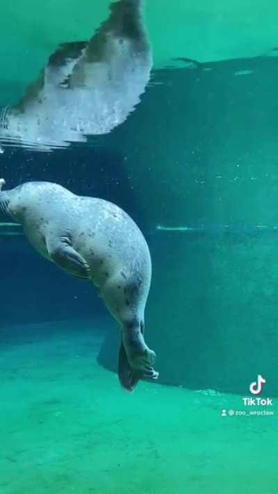 The zoo in Wrocław, Poland had a baby seal born on 1st of July, he do be cute isnt he?