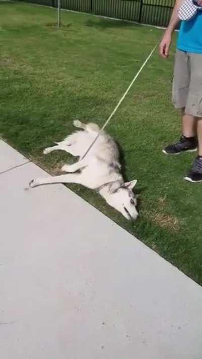 Huskey throws a tantrum because he has to leave the dog park