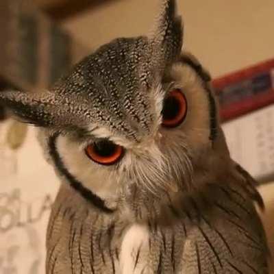 Activate owl threat-face! : aww