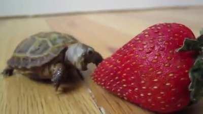 Tiny turtle vs strawberry