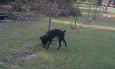 Peeing on an electric fence