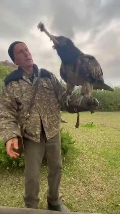 Vultures have very strong stomach acids that can digest almost everything, In this clip, a Vulture was offered a raw goat's leg bone and it swallowed it all in one go.