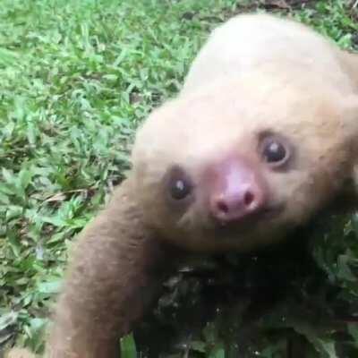 This baby sloth crawling towards the camera