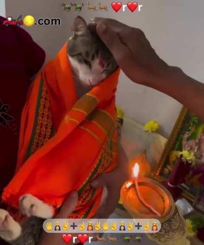 Cat is become Hindu