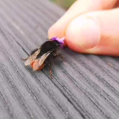 Offering a tired bee lavender.