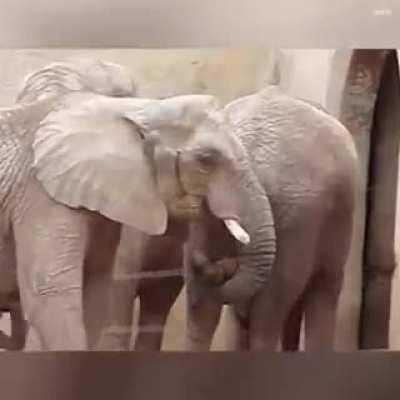 Elephant reaches into another elephant's ass and pulls out shit, eats it.