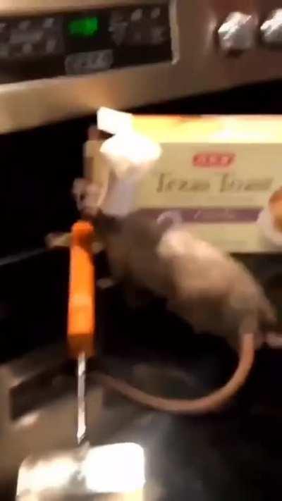 Ratatouiee