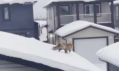 Foxes on a roof in Fort McMurray, Alberta