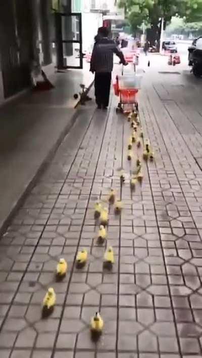 Duck train.