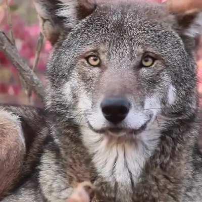 With only 8 red wolves known to remain in the wild, this majestic pupper is more precious than ever.