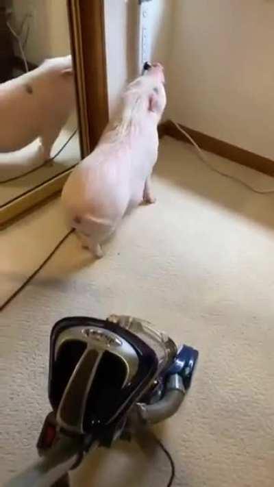 Pig, annoyed by vacuum, keeps unplugging it