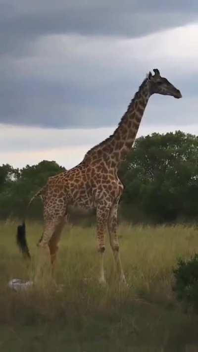 Giraffe giving birth