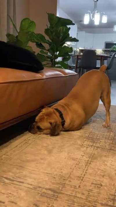 He has 20 toys… but only wants the one under the couch.