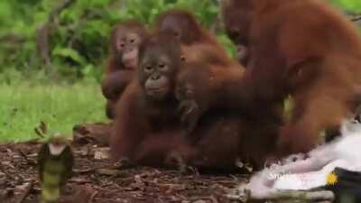 Snake awareness class for the baby Orangutans at the jungle school