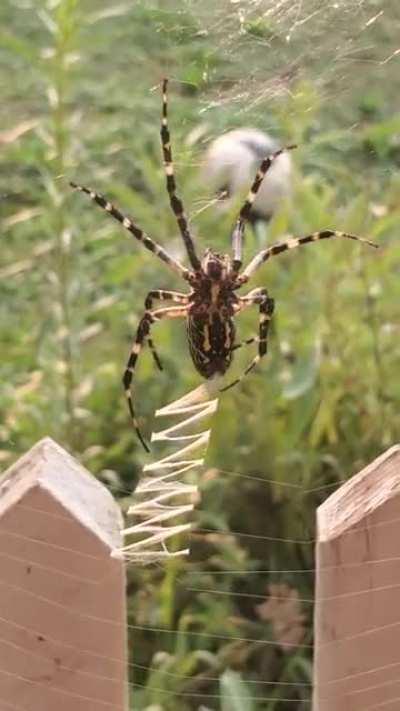 Yellow Garden spider spinning her web