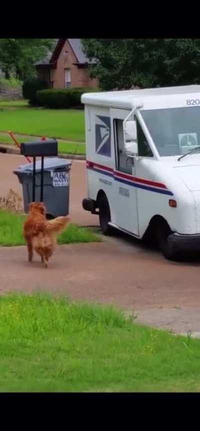 Golden Retriever waits for mail man