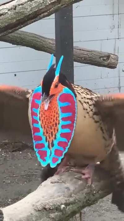 What an interesting bird