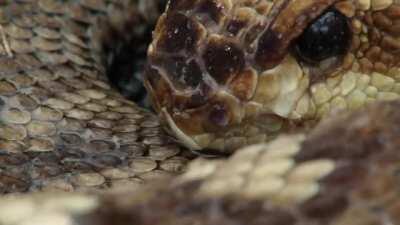 🔥 Diamondback rattlesnake in Saguaro National Park drinking rainwater collected on it's scales