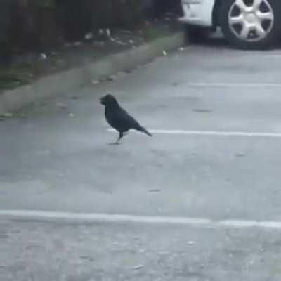 Very intelligent crow sharing his food