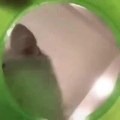 These cats looking in this tube