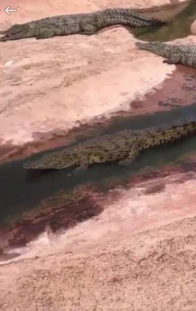 Gator Slip ‘N Slide