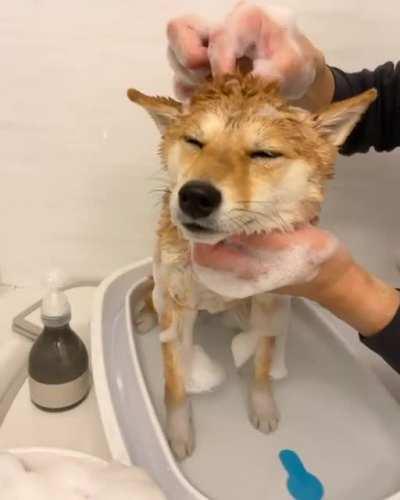 Shampoo time for shiba