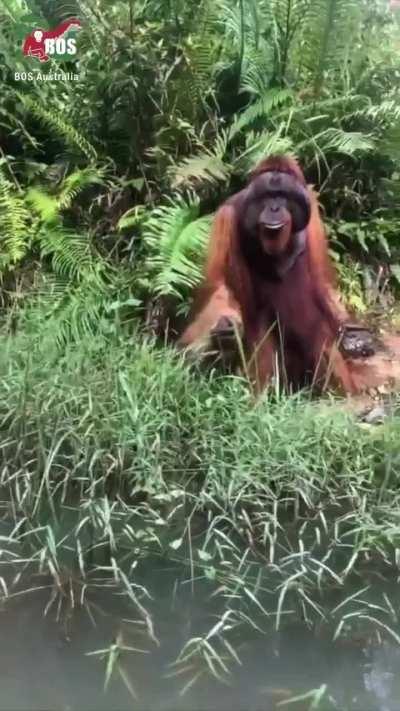 Majestic orangutan