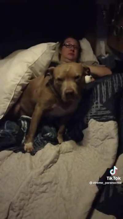 Pit kills puppy and bites it's owner because it was 