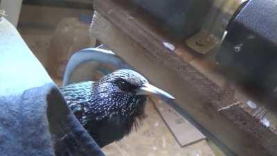 Starling mimics human and alexa