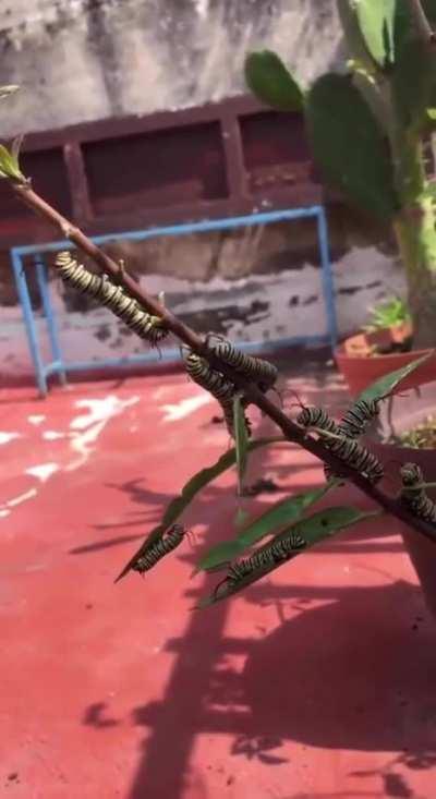 Caterpillars reacting to a dog’s bark.