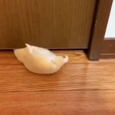 My hamster people need me