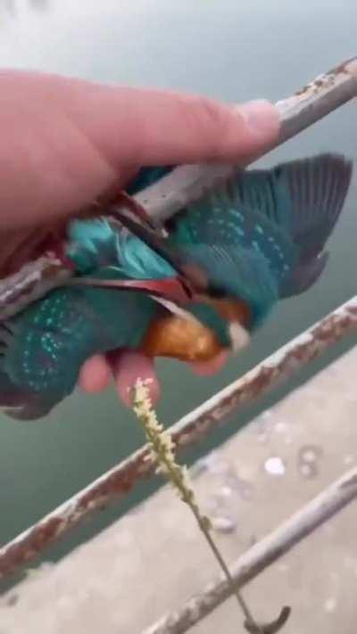 Kingfisher frozen to a bridge gets its feet thawed out & freed by a kindly gentleman