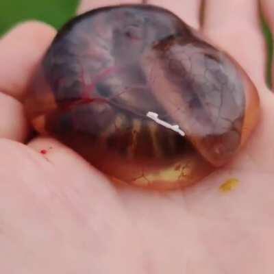 Blue-Tongue Skink taking its first breath.