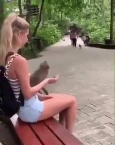 WCGW trying to fool a monkey.