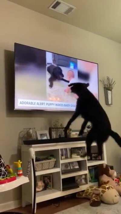 Dog Jumps For Joy When He Recognizes Himself On TV