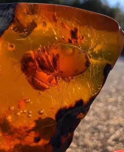 22 million-year-old piece of Amber with a termite inside, it's last meal still visible