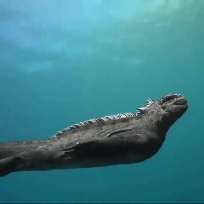 🔥 Marine Iguana 🔥