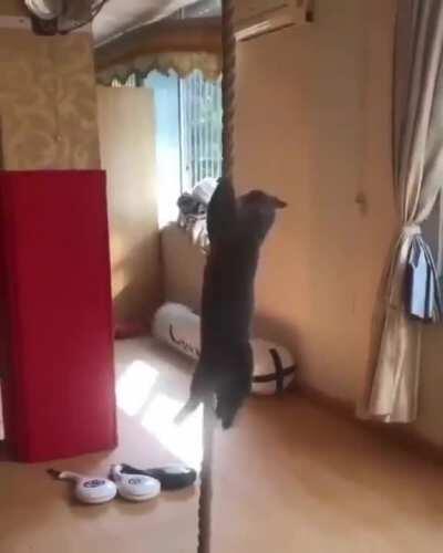 Cat Climbs Down Rope