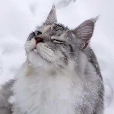 Cat bathing in snowflakes in Norway