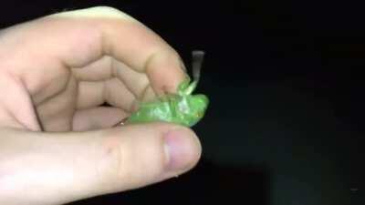 Cicada Screaming