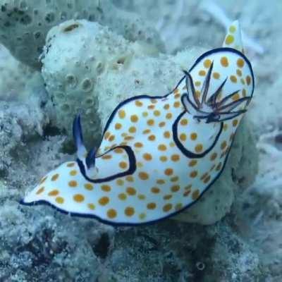 🔥 Nudibranchs are a suborder of gastropod mollusks, order Opisthobranchs, characterized by their extraordinary colors